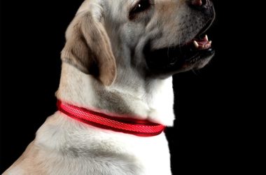 Light-Up Dog Collar for just $8.99!