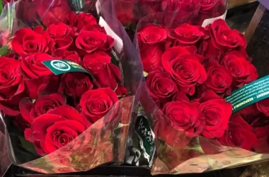 TWO Dozen Roses for $24.99 for Prime Members!